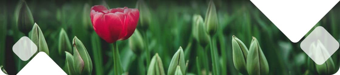 alternative mortgage lenders